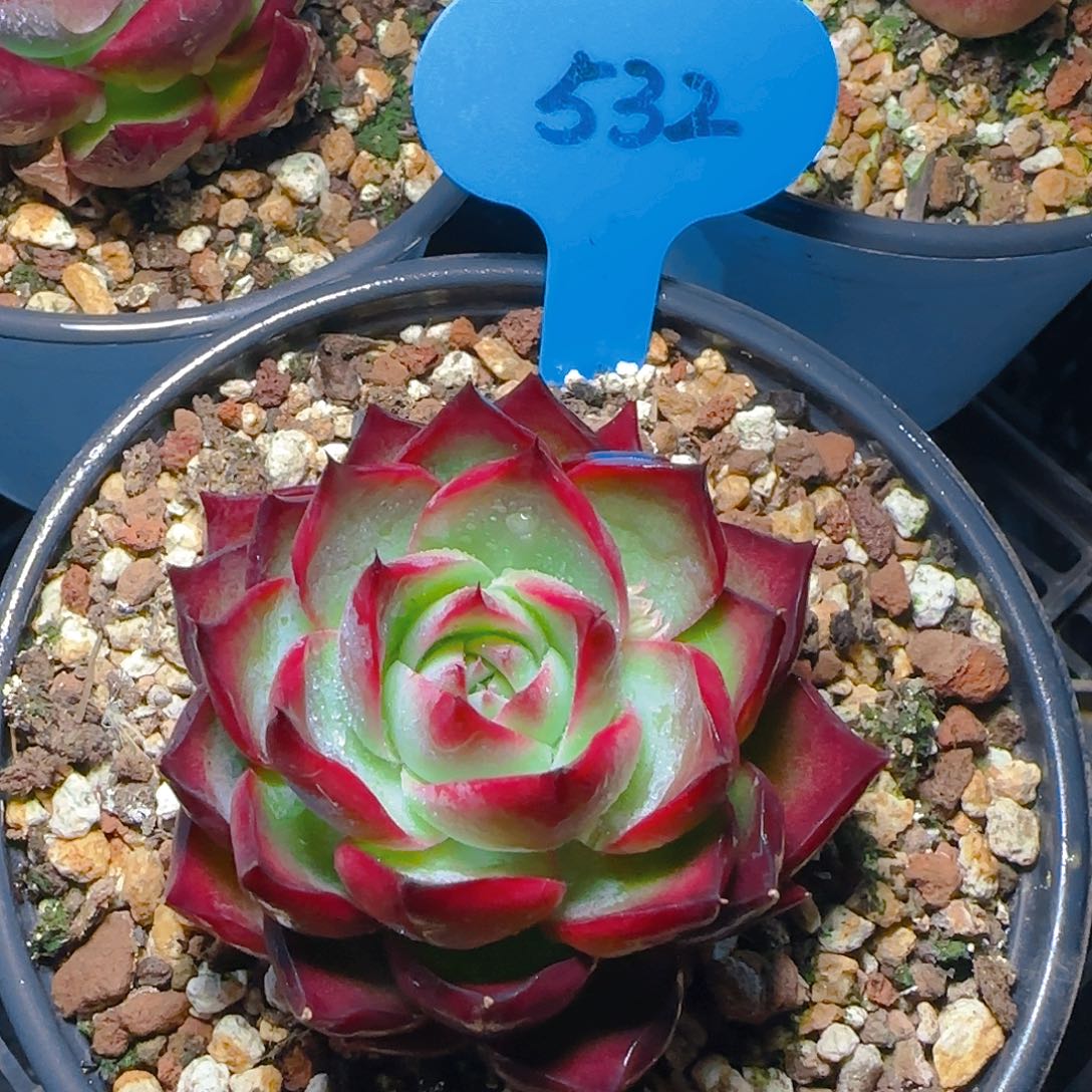 小惊鸿仙子一物一拍532号