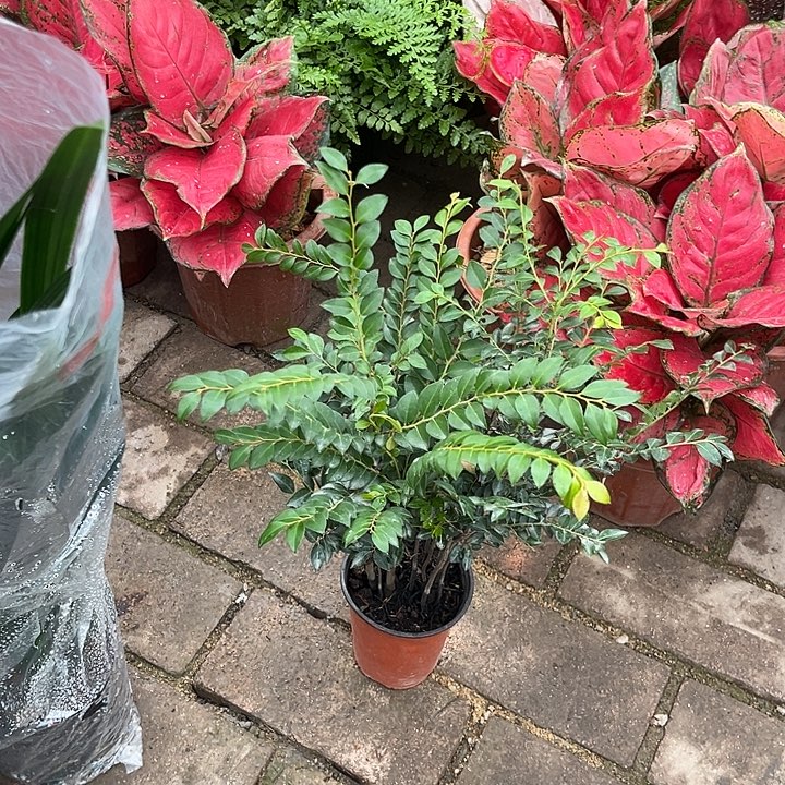 完全开放花陶园艺组合盆栽