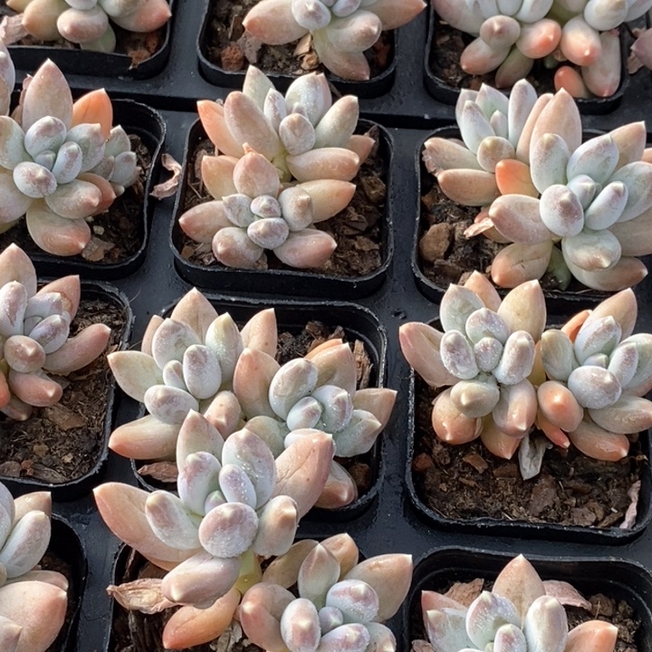 14松果美人双头 福利多多