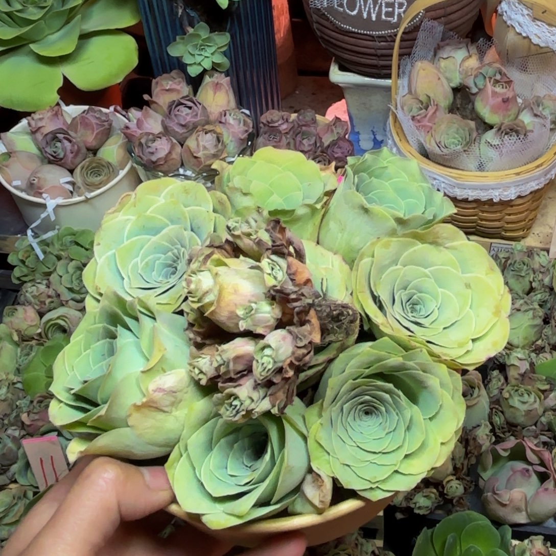 余***就山地玫瑰多肉植物花卉184