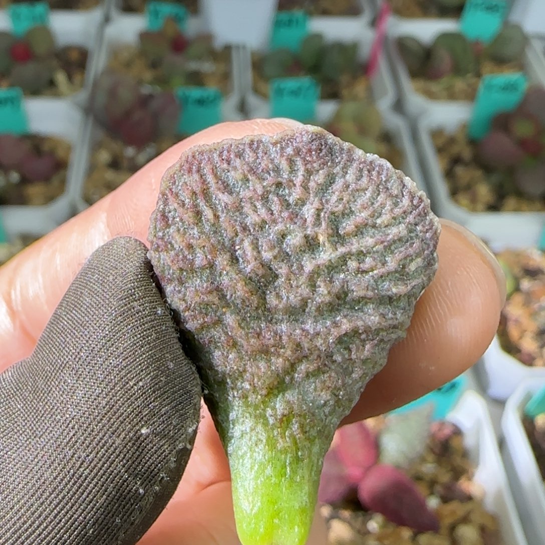 编号014叶片一个发发发