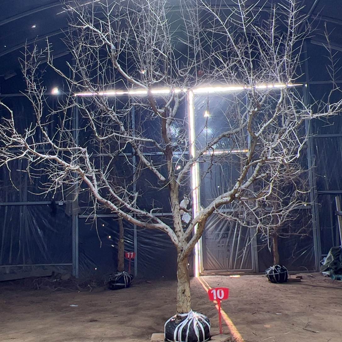 许***哥完全开放突尼斯软籽石榴树