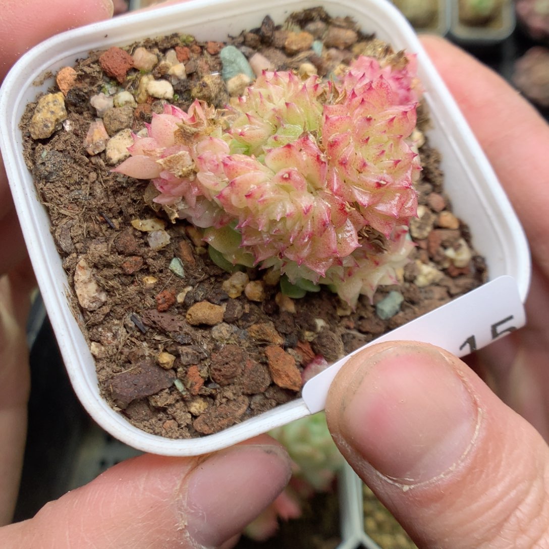 Q15h y y y y y y y y