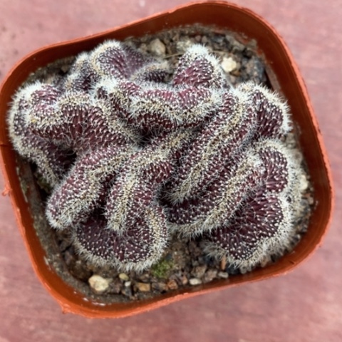 红彩草缀化7仙人球