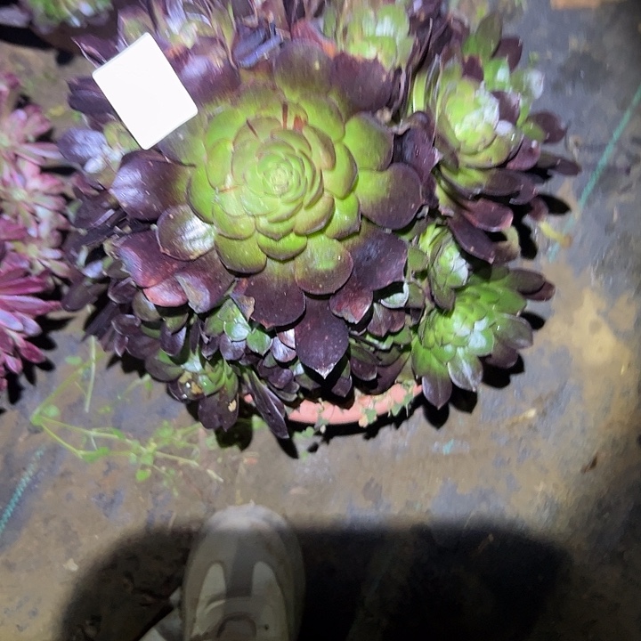 柠*昧多肉法师植物链接90