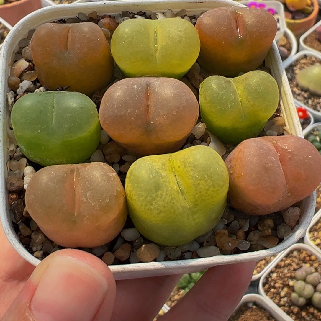 175多肉植物种类多样