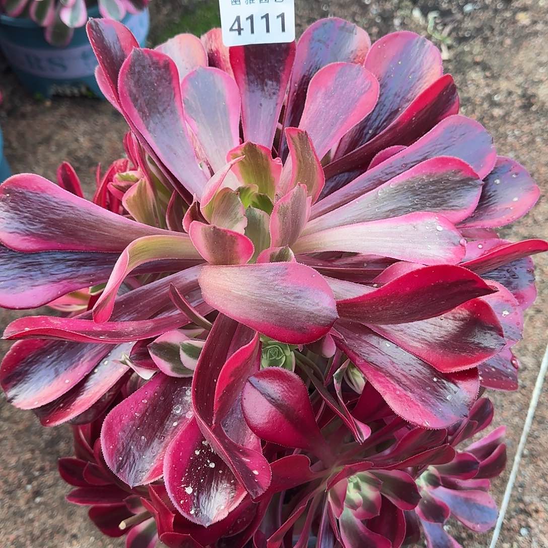 多肉植物美杜莎4111