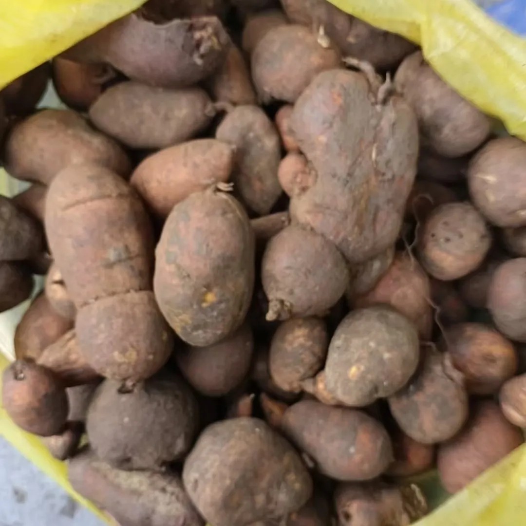 贵州山货金果懒鲜货可种植