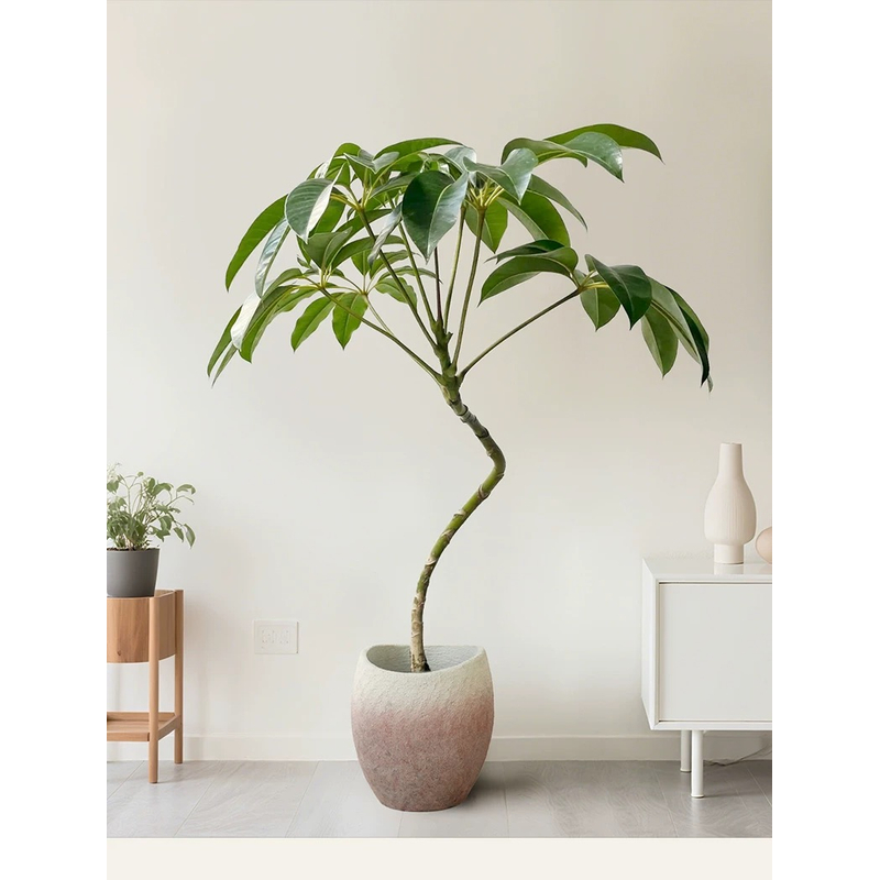 大叶伞保罗盆栽一物一拍室内大型绿植四季好养活家养观叶旺财美观