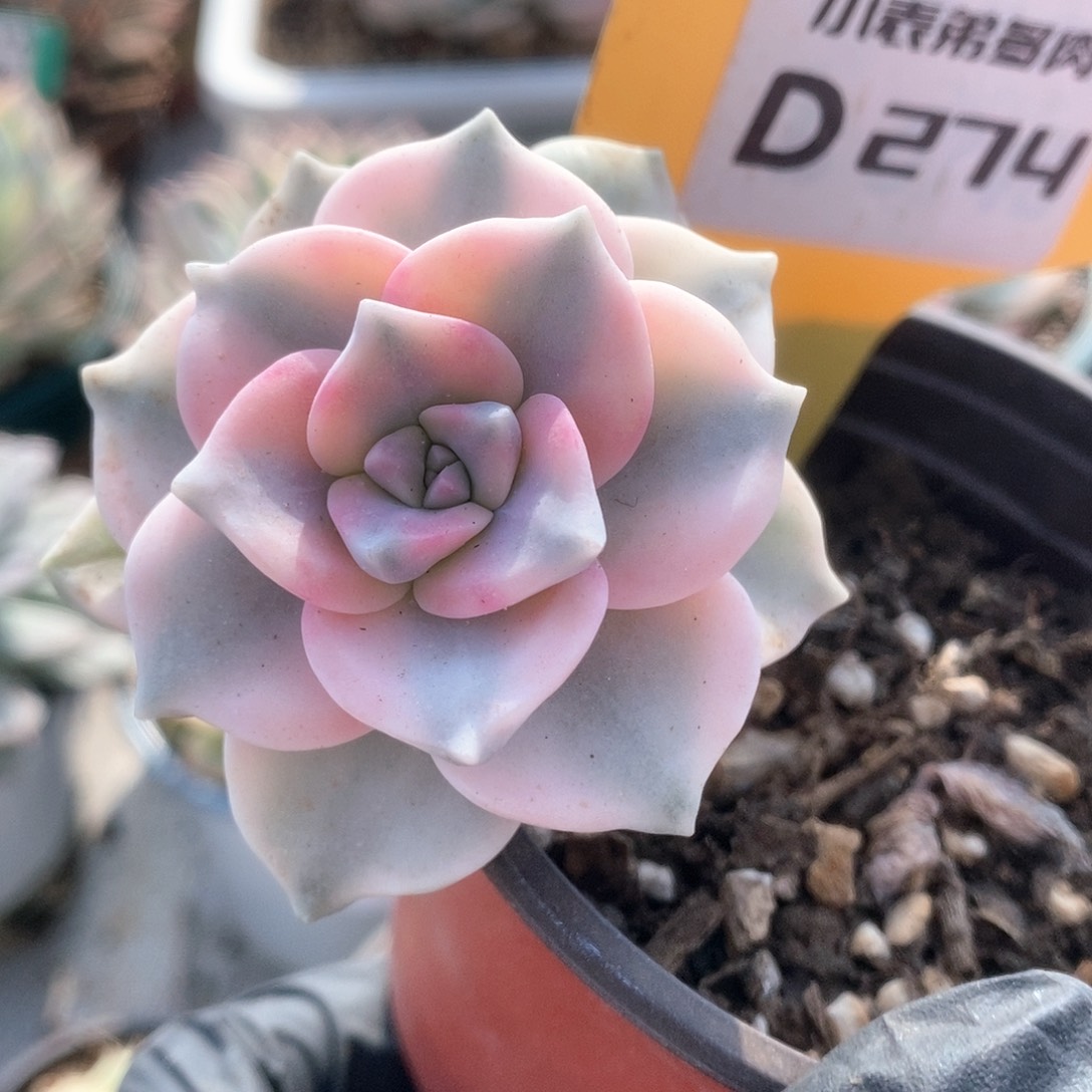 274紫乐锦锦锦锦锦锦锦