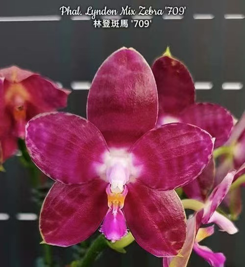 蝴蝶兰原生 林登斑马709