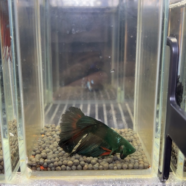 斗鱼绿魔半月35号公