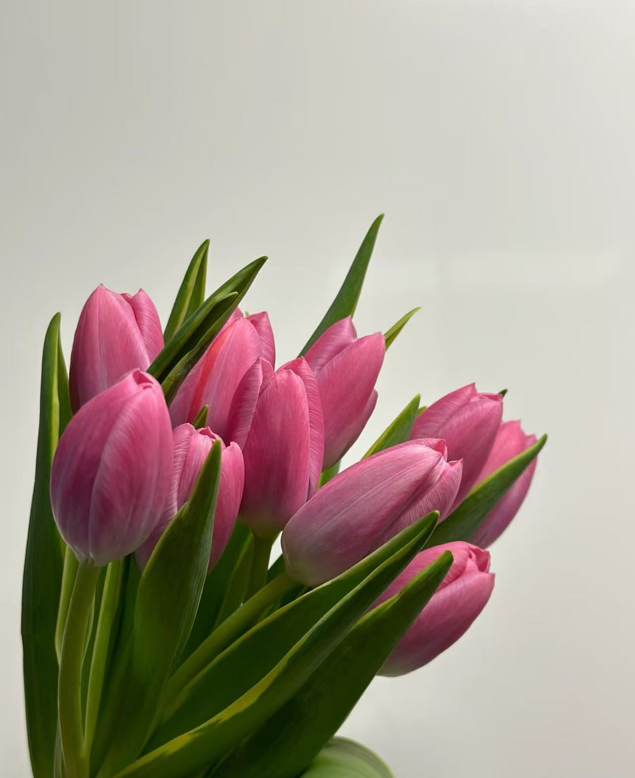 【郁金香】鲜切花 云南昆明发 一单中通两单顺丰