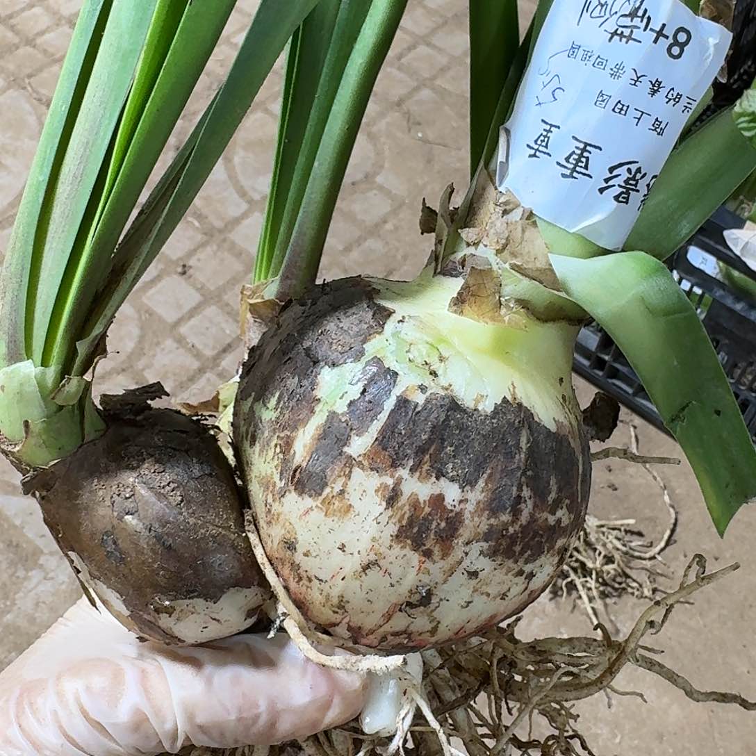 魅影重重朱顶红8+带侧闪购