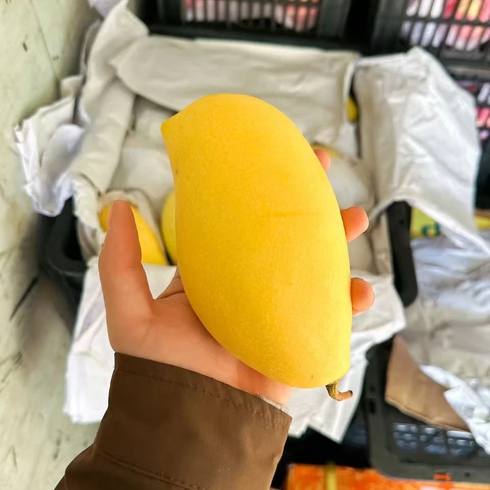 高乐芒芒果 2斤装