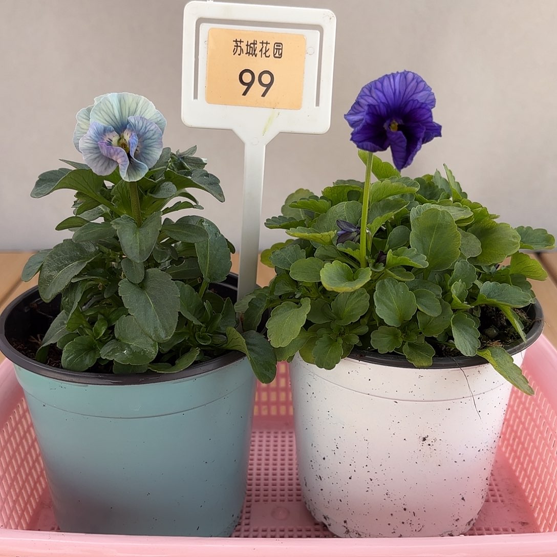 大部分开放少量花苞99