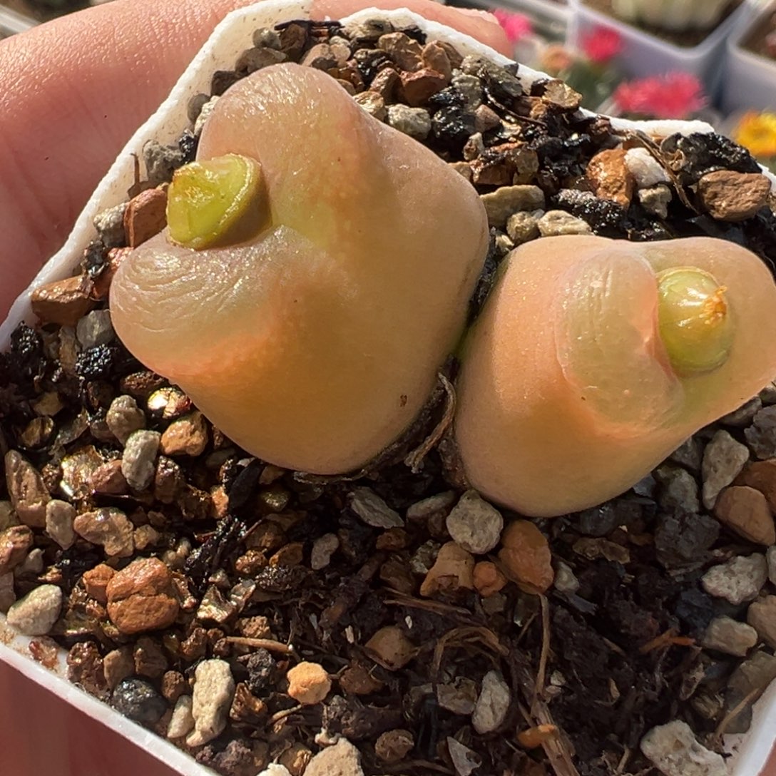 851多肉植物种类多样