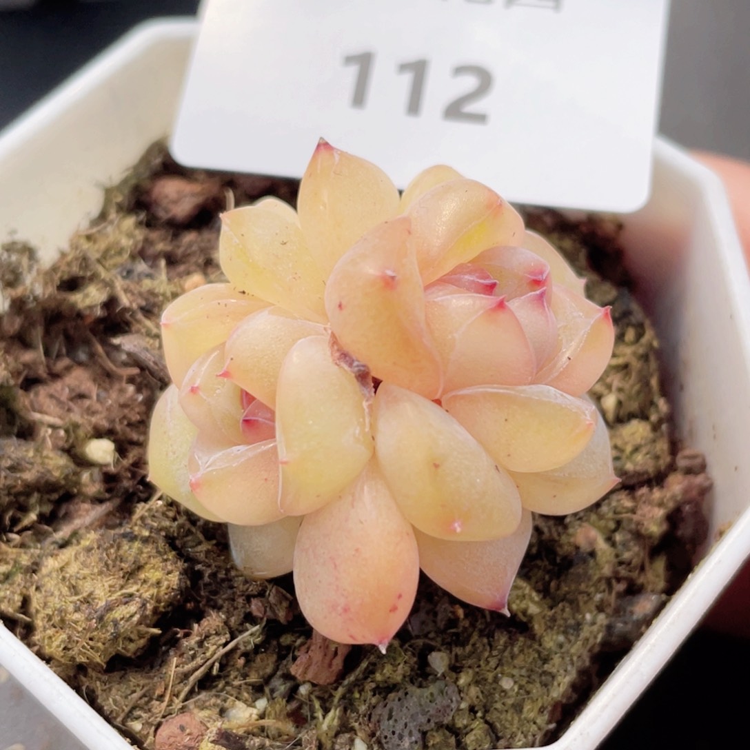 112号糖心冰心珍妮