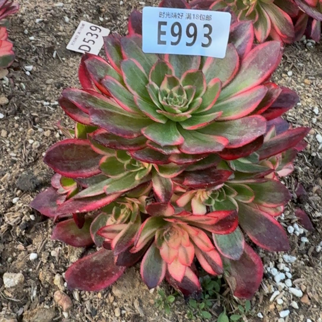 993黑魔锦。多肉植物