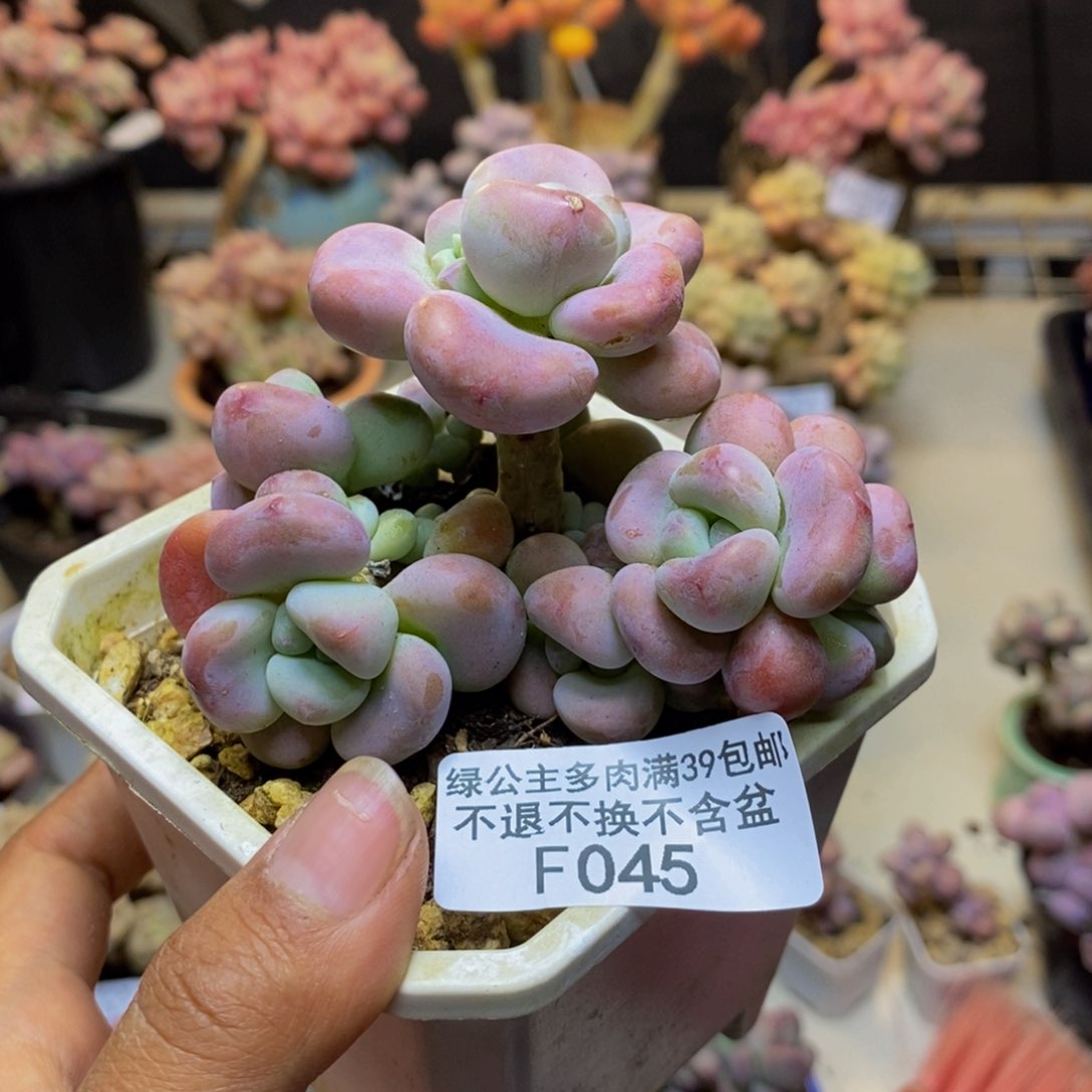 045腰子洛神多肉7c m