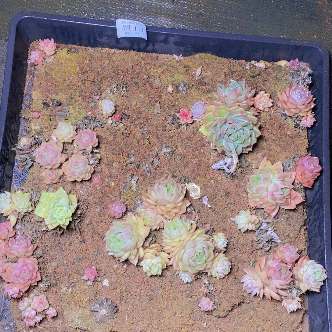 【闪购商品】云13号