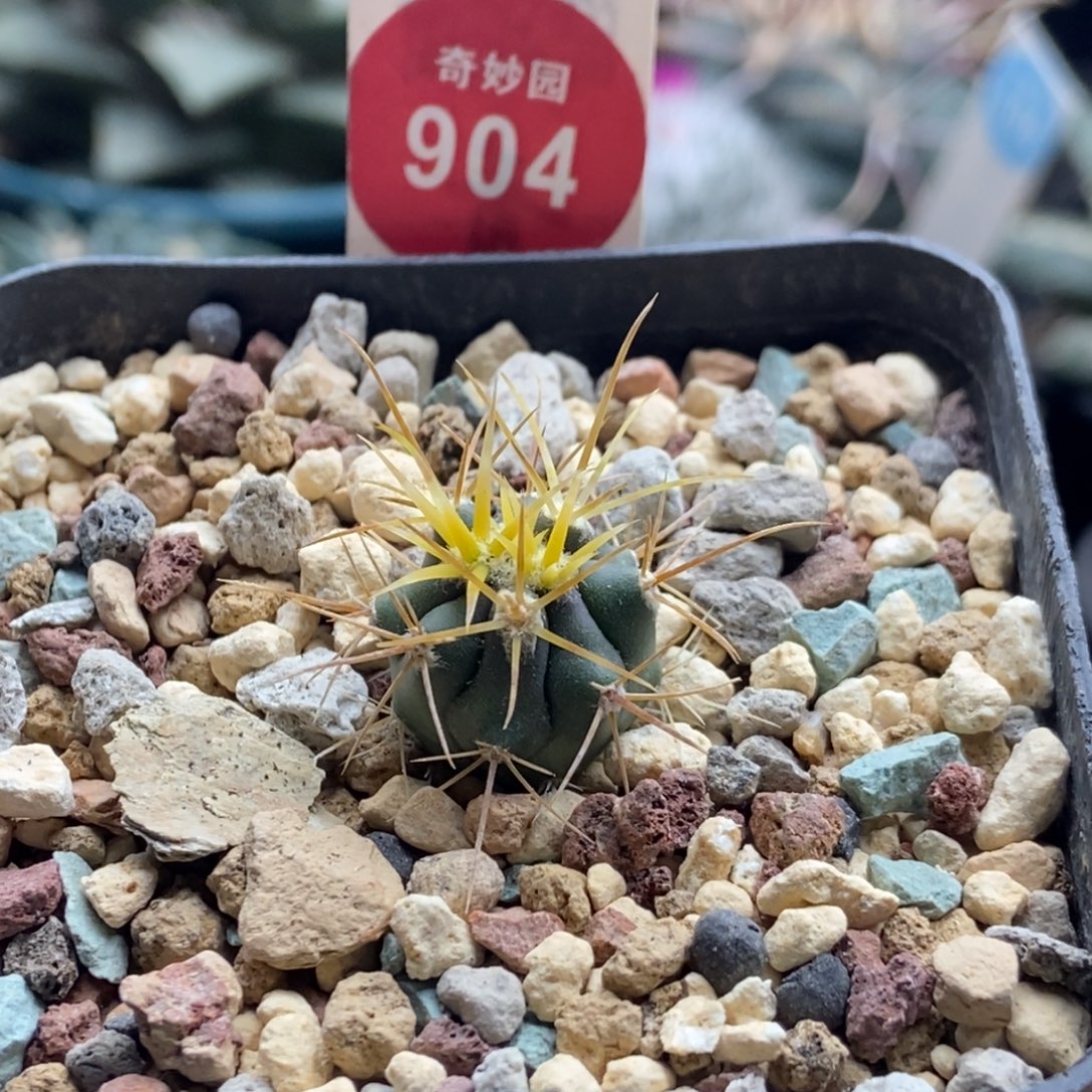 实生豪刺金刺金冠龙一颗仙人球