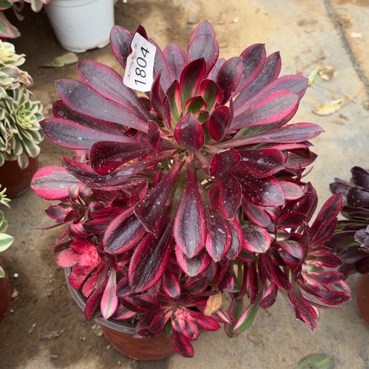 香奈儿多肉法师1804