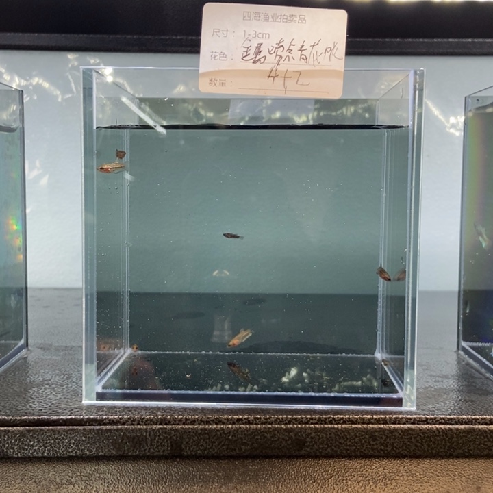 斗鱼包活不包损所见即所得427