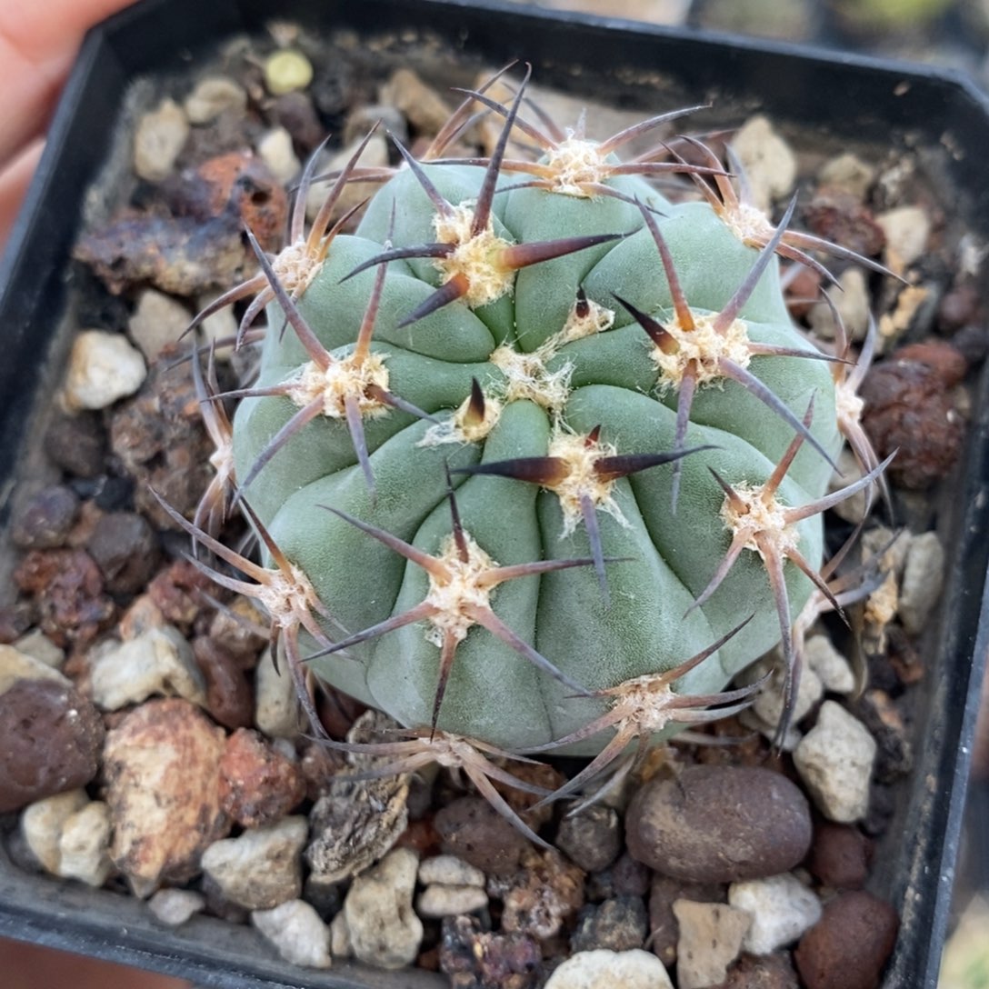 187阿寒玉植播园艺优选