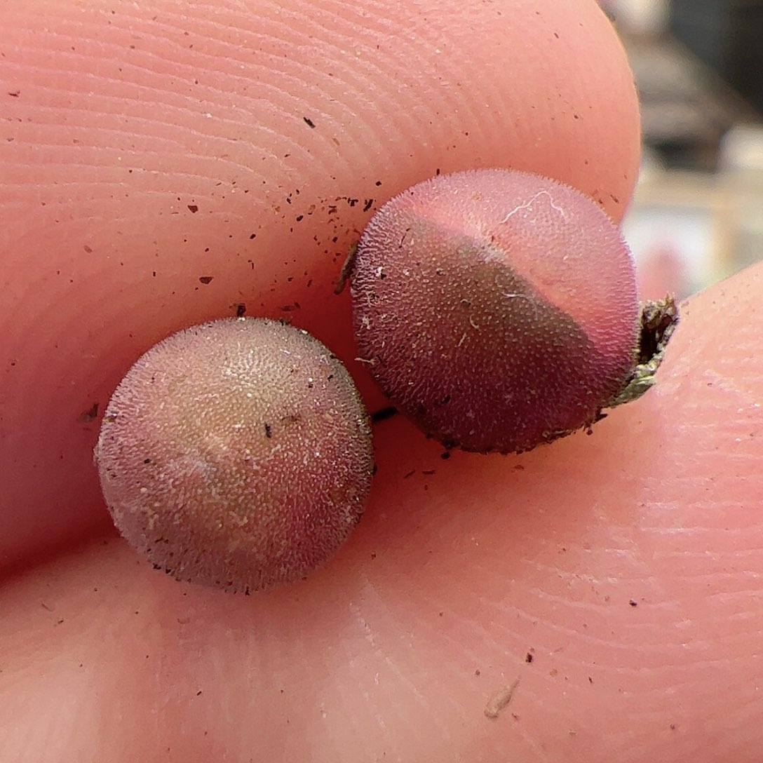 【闪购商品】241 空蝉