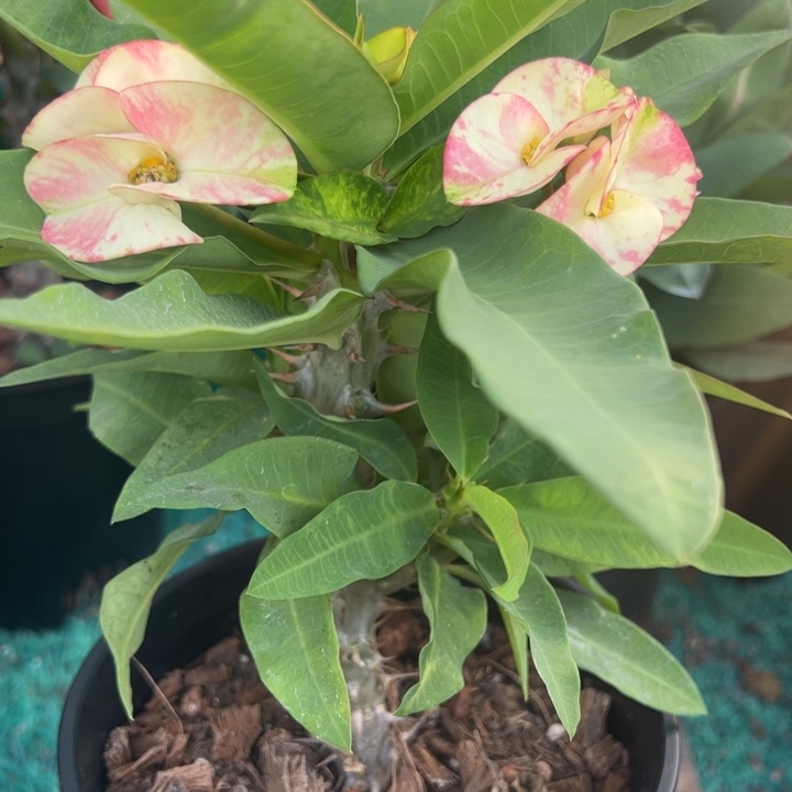 泰品扦插一物一拍青玉