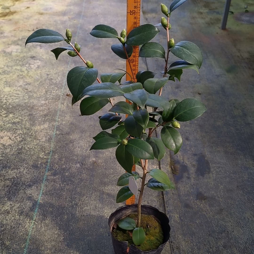 少量花朵（建议范围：2朵-5朵 或40%以下）花凤冠