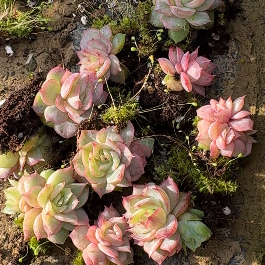 31-13玫瑰三号一颗量拍