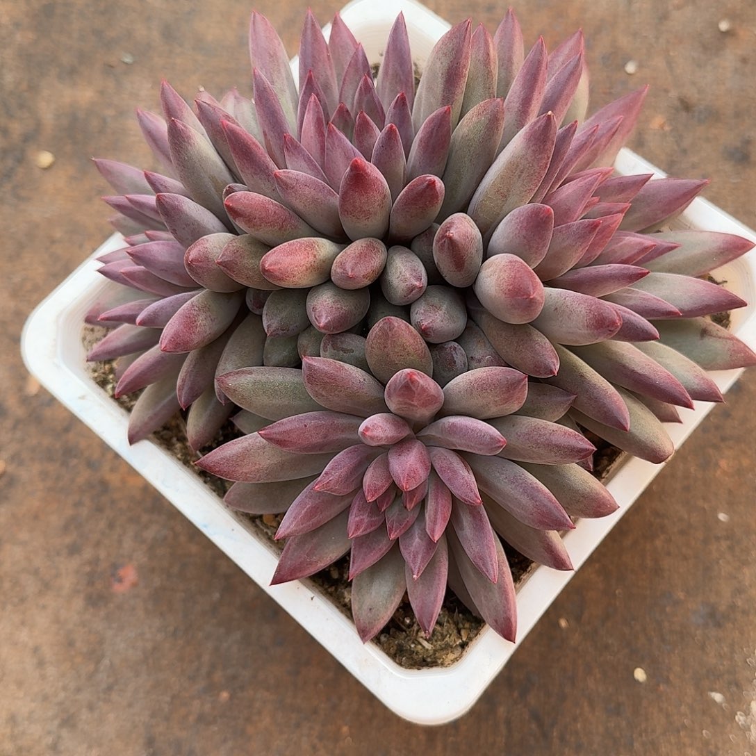 柒***西虞美人一颗福利多肉