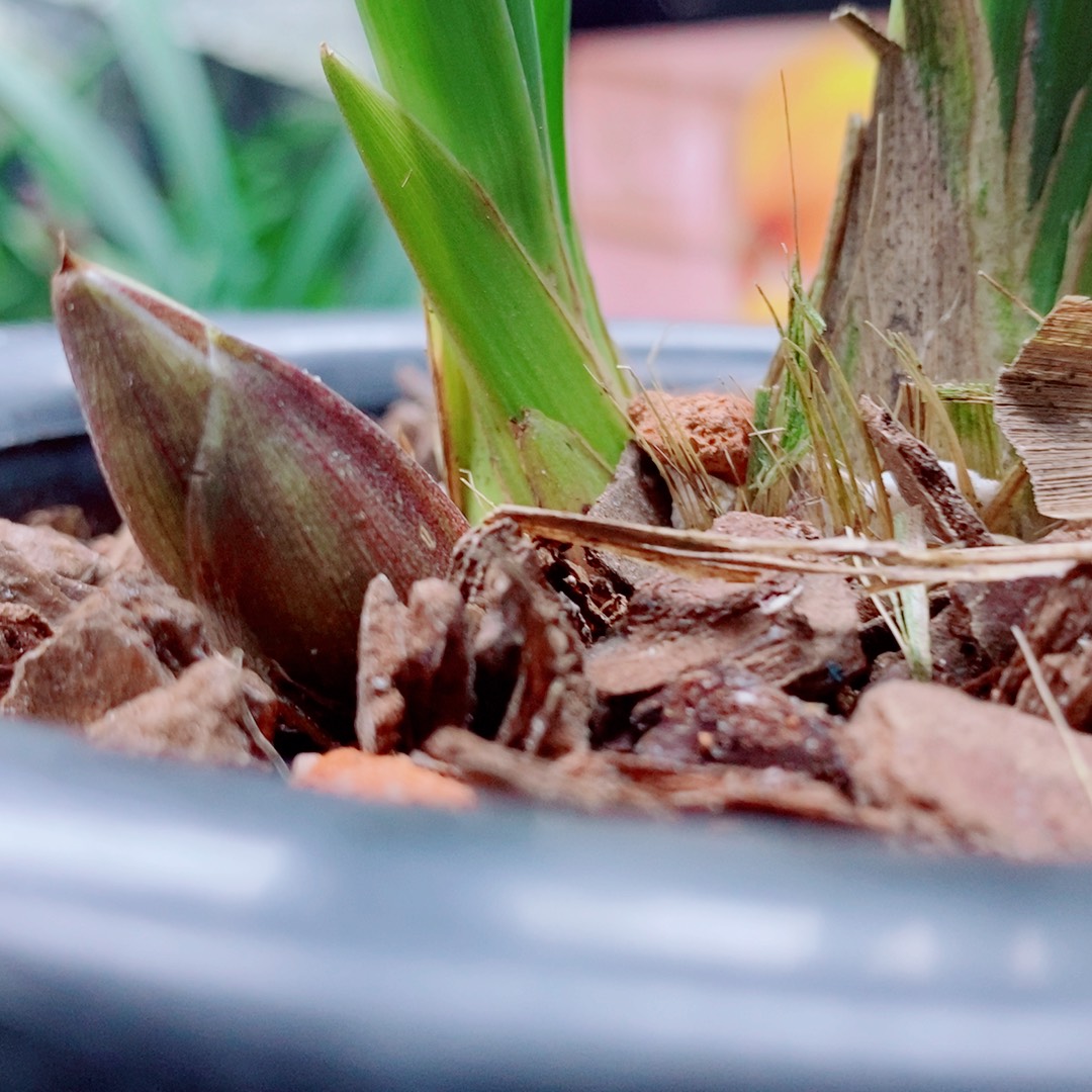 当前无花栽培后可以开花