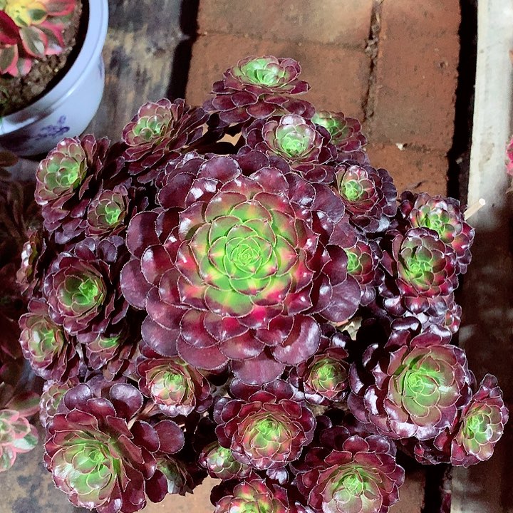 晚霞圆叶，多肉植物