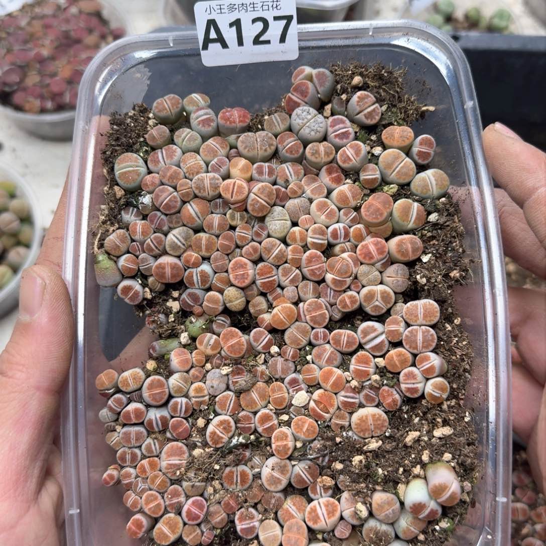 A127 红窗一大盒。超级福利