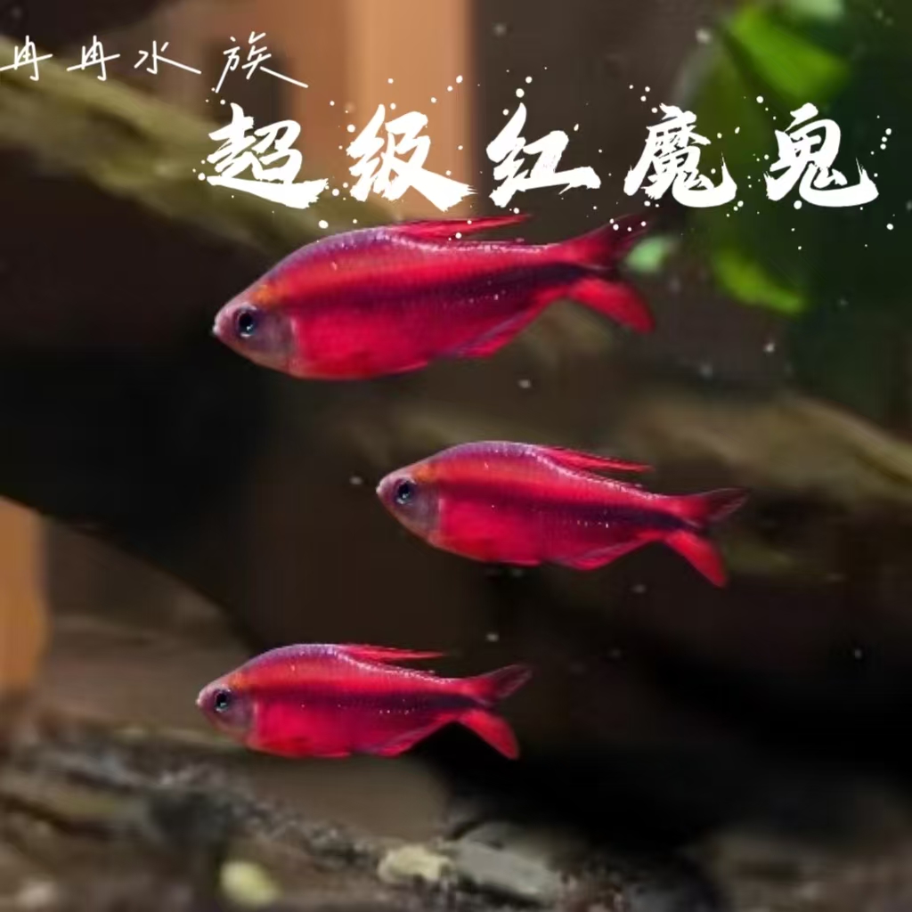 灯科鱼 超级红魔鬼