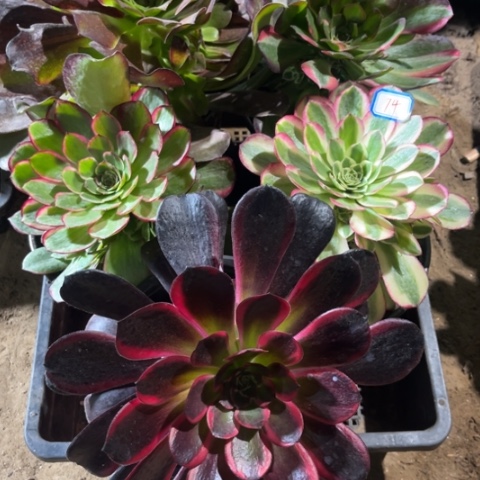 074多肉植物组合