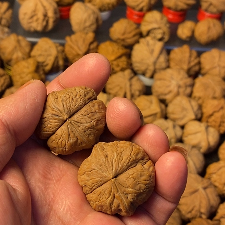 爱***天大叶紫檀（黑酸枝木类）
