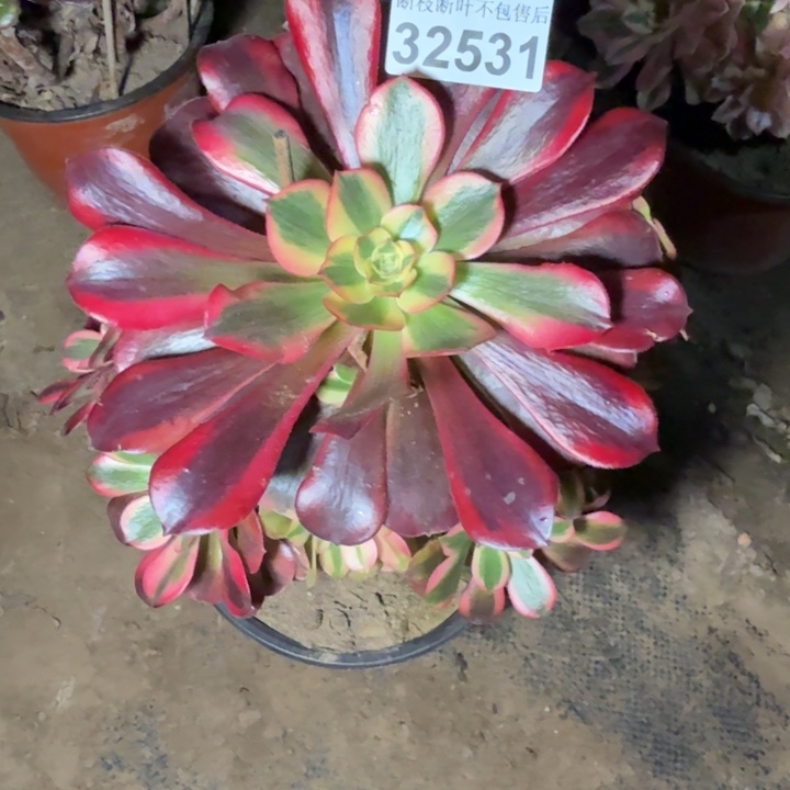 32531美杜莎不包断枝