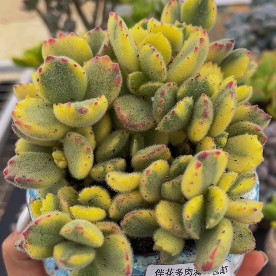 389-彩熊 不包整多肉8cm