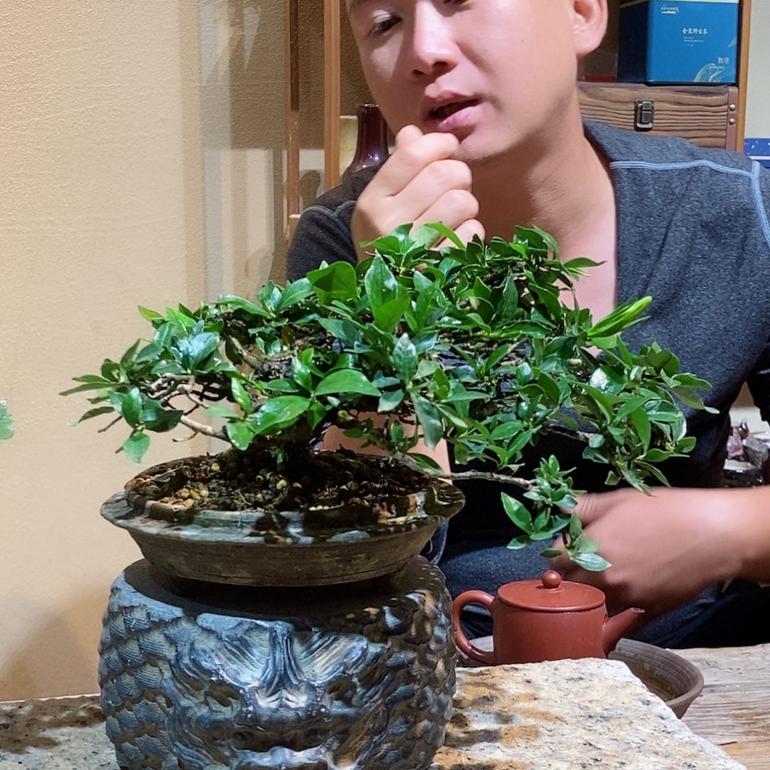 无花朵一**缘栀子花