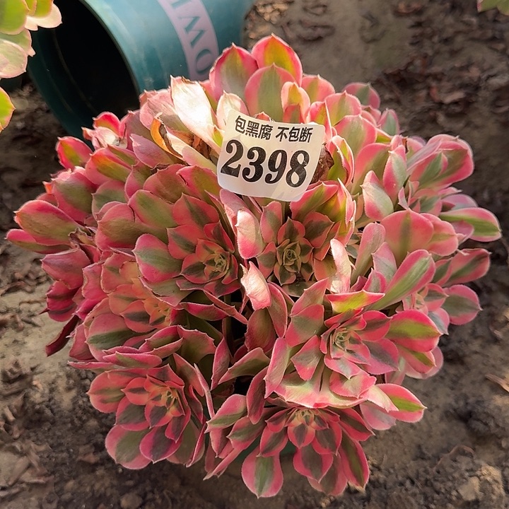 18-17法师粉女巫2398