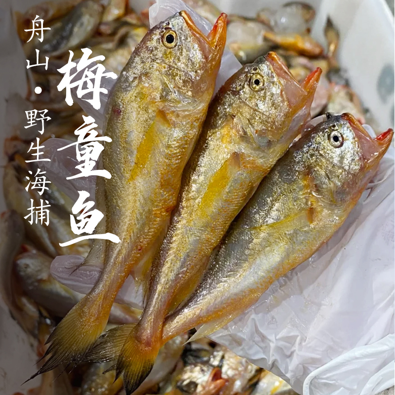 舟山野生梅童鱼非养殖海捕新鲜海鲜水产深海