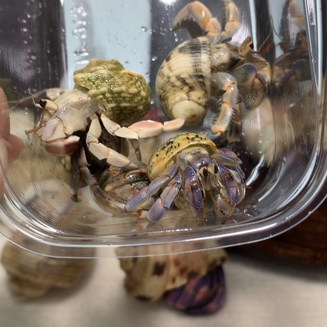 6/只奔跑紫路豆豆2号