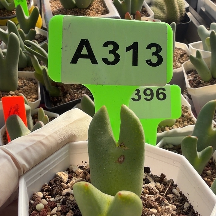 313mmmmmmmmmmmmmmmmkk