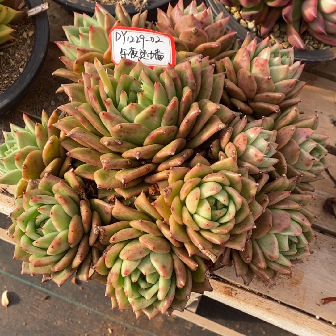 东云凸起1229-02（午夜迷墙）