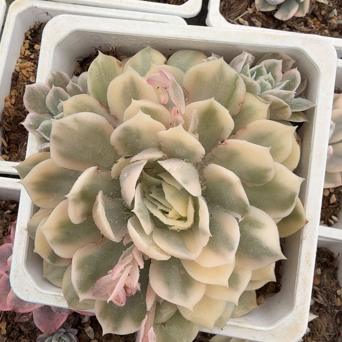 昂斯娜锦，底座群生