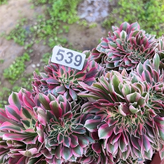 木***星多肉植物一个女巫539